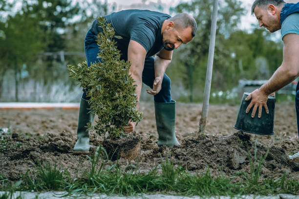 Best Fruit Tree Pruning  in Waterman, IL